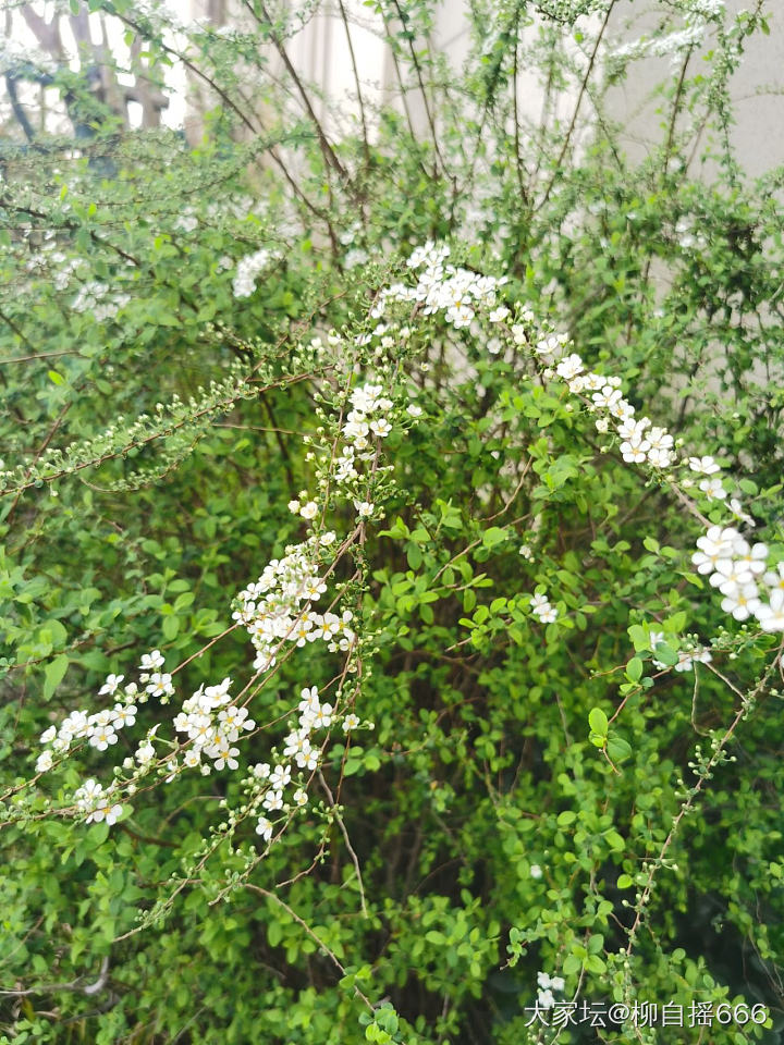 春暖花开，小区里逛逛_花植物