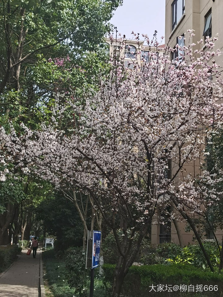 春暖花开，小区里逛逛_花植物