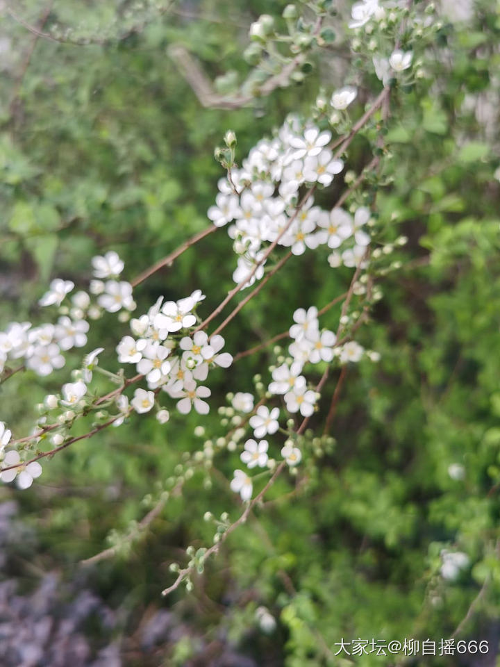 春暖花开，小区里逛逛_花植物