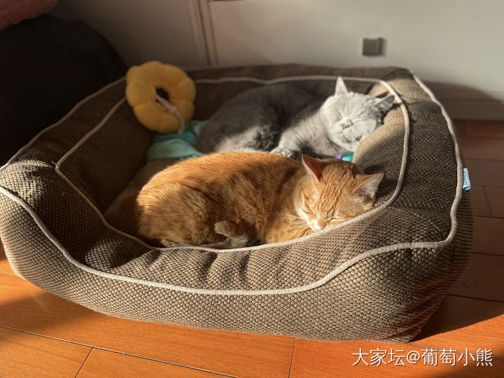 行李箱被这俩货中的一个给滋了……_猫宠物