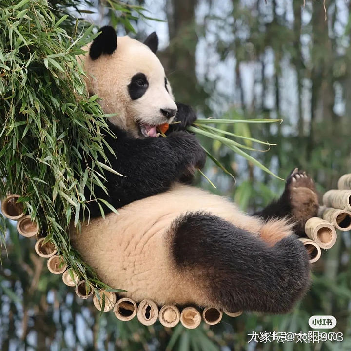 你最喜欢哪只熊猫啊？_宠物