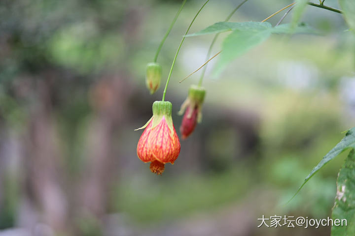 春天里那些奇奇怪怪的花_花