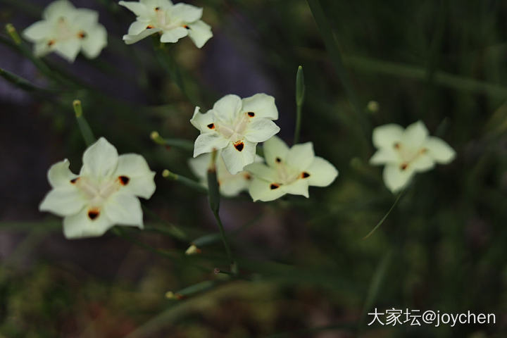 春天里那些奇奇怪怪的花_花