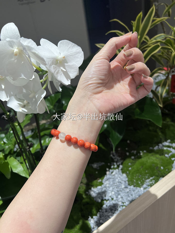 王同学拍照更显色_珊瑚珠串有机宝石