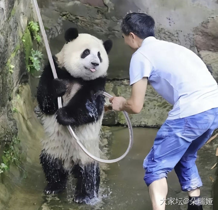 贵为国宝的大熊猫也是同猫不同命_宠物