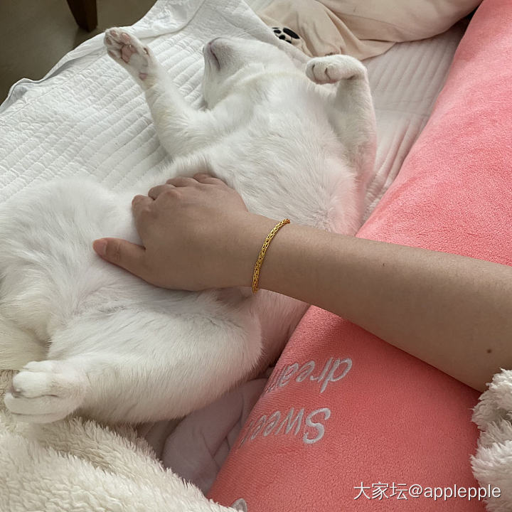 你们有毛孩子吗！😁_猫宠物