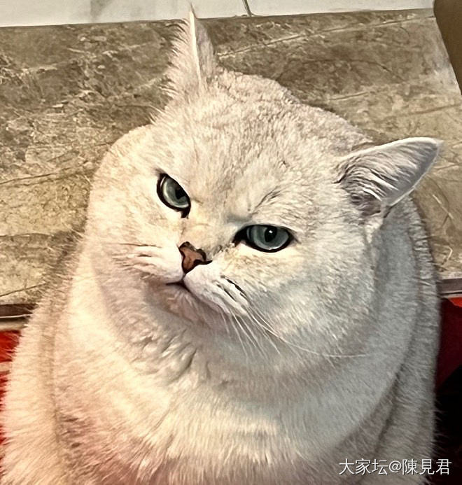 你们有毛孩子吗！😁_猫宠物