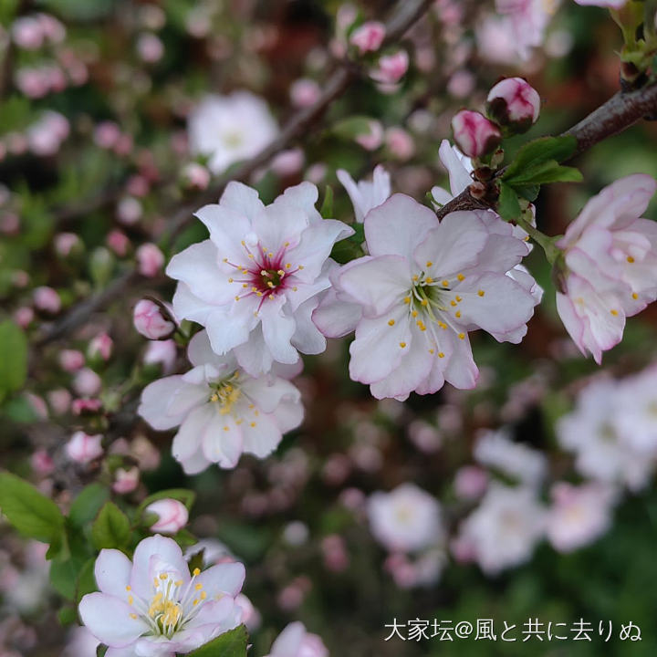 可爱漂亮的小花🌸_植物