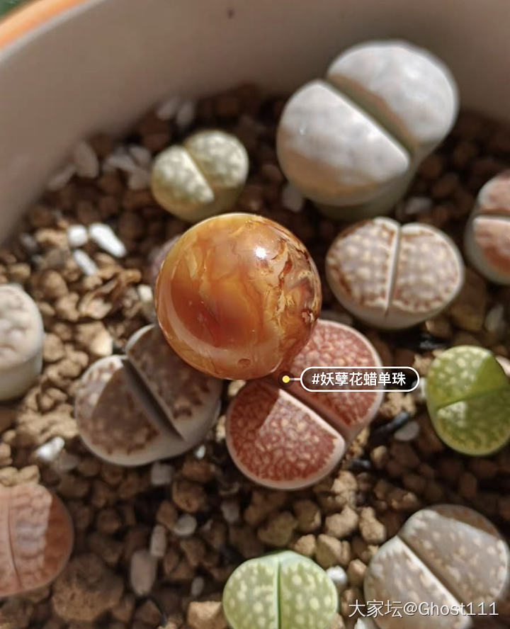 两颗蜜蜡该选哪颗？_琥珀蜜蜡