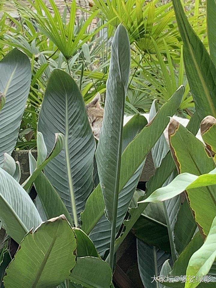 我与狸奴不出门_植物猫