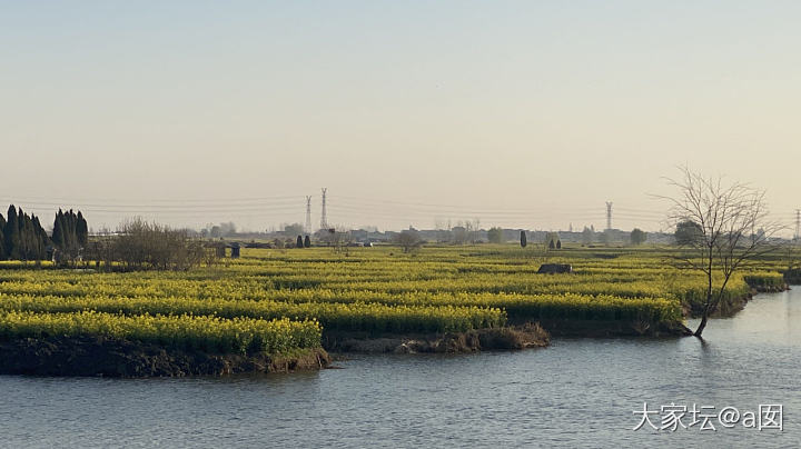 兴化千垛油菜花_旅游