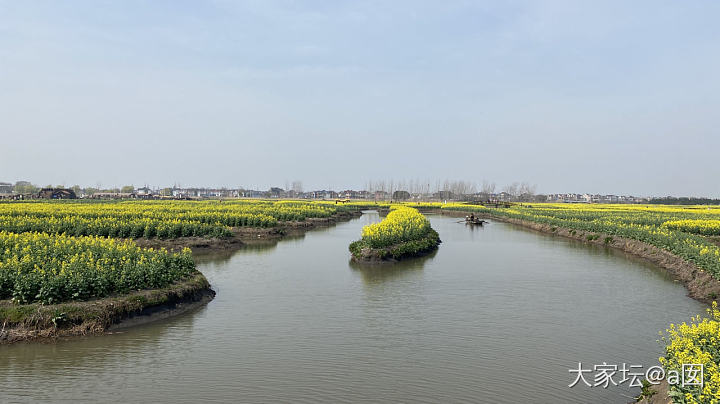 兴化千垛油菜花_旅游