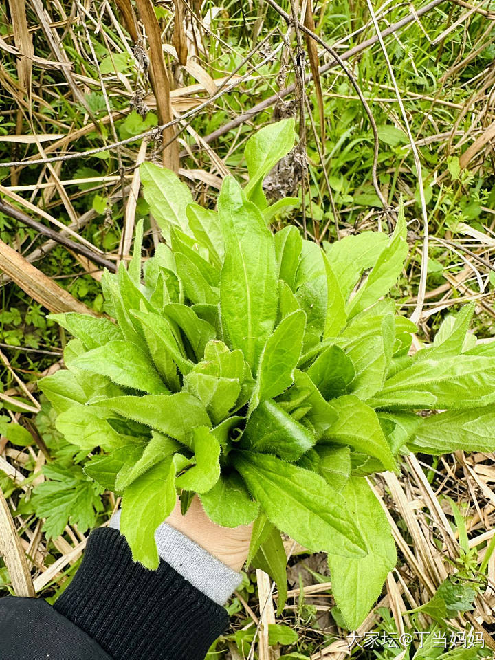 大家当地都有哪些春菜😋_美食