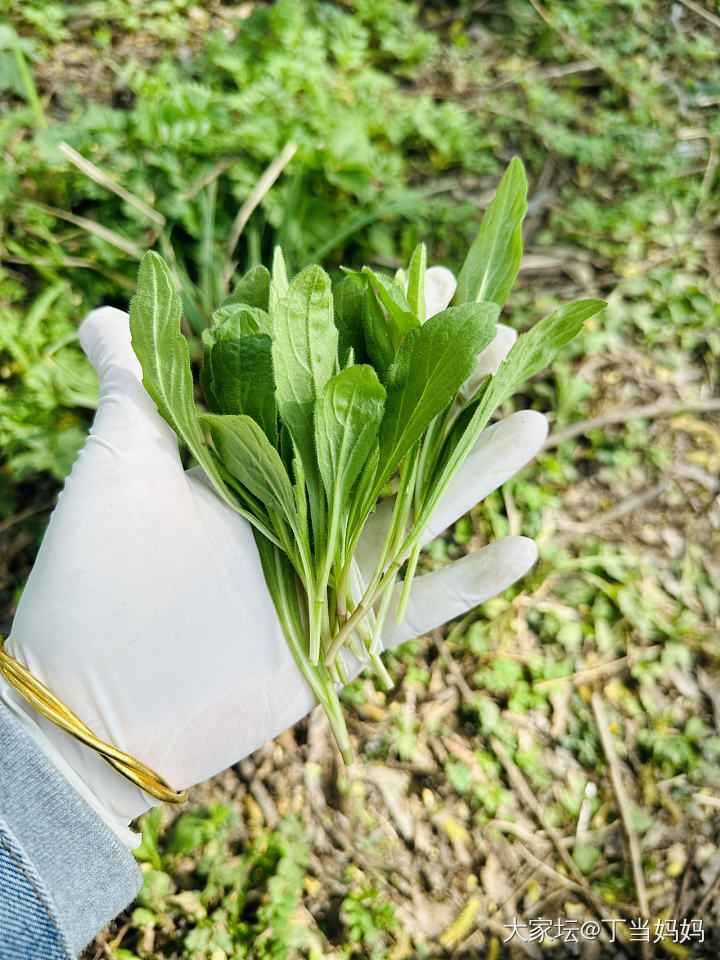 大家当地都有哪些春菜😋_美食