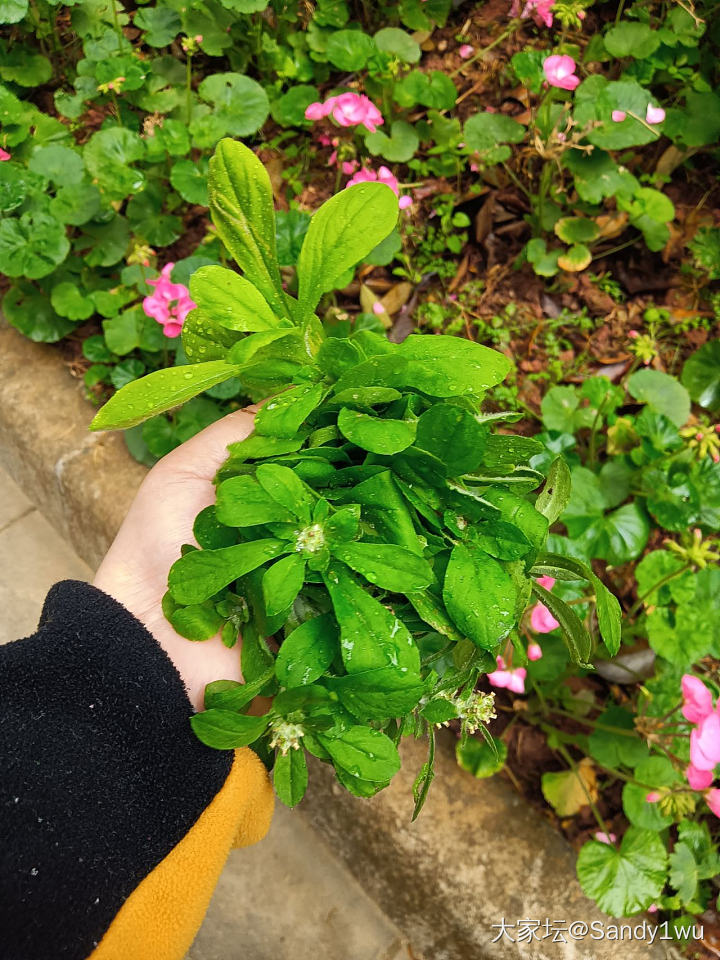 上周末去肇庆鼎湖附近溜达，在水库附近摘了野菜（鼠曲草，正是季节，很嫩的），一直没..._生活