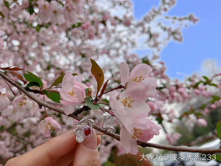 樱花开了，翻出花花戒指晒一晒阳光_戒指名贵宝石