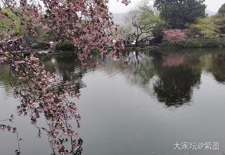 鼋头渚樱花已经绽放，如果晴天就完美！微风细雨中游西湖，宛如画中游！_旅游