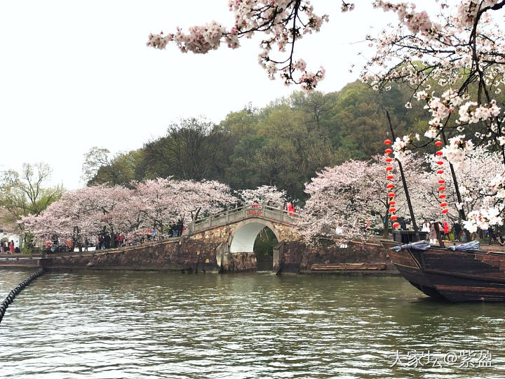 鼋头渚樱花已经绽放，如果晴天就完美！微风细雨中游西湖，宛如画中游！_旅游