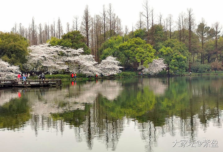 鼋头渚樱花已经绽放，如果晴天就完美！微风细雨中游西湖，宛如画中游！_旅游