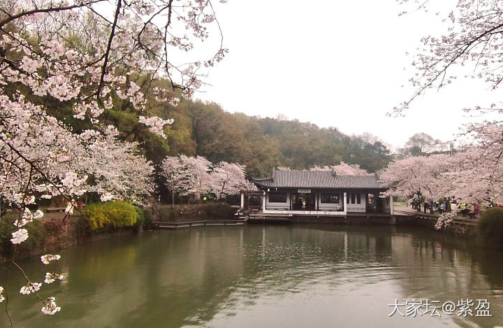 鼋头渚樱花已经绽放，如果晴天就完美！微风细雨中游西湖，宛如画中游！_旅游