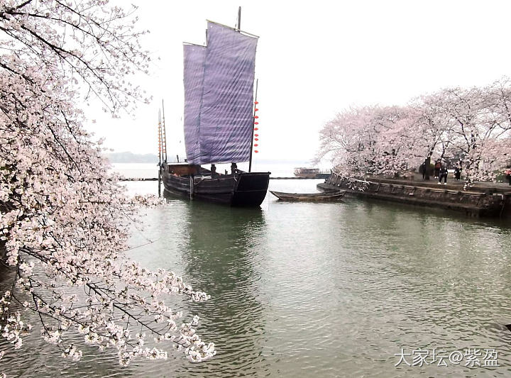 鼋头渚樱花已经绽放，如果晴天就完美！微风细雨中游西湖，宛如画中游！_旅游