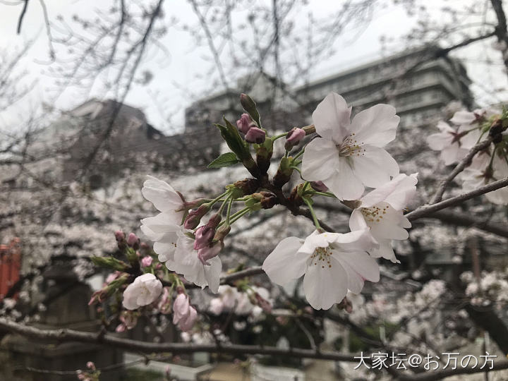 一片樱花海_花