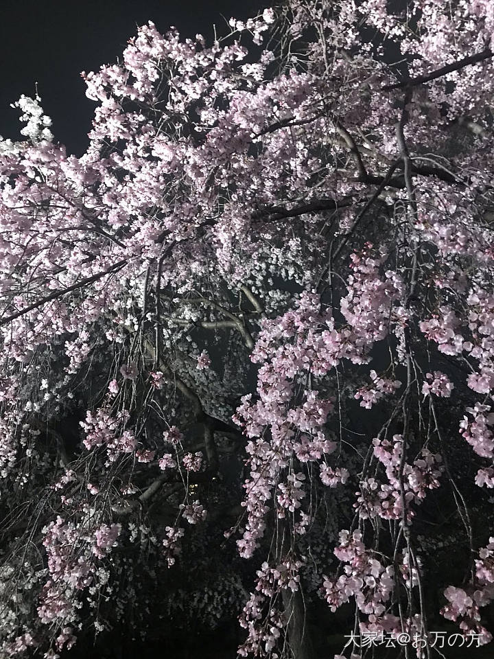 大阪城的夜樱真的美疯了_植物