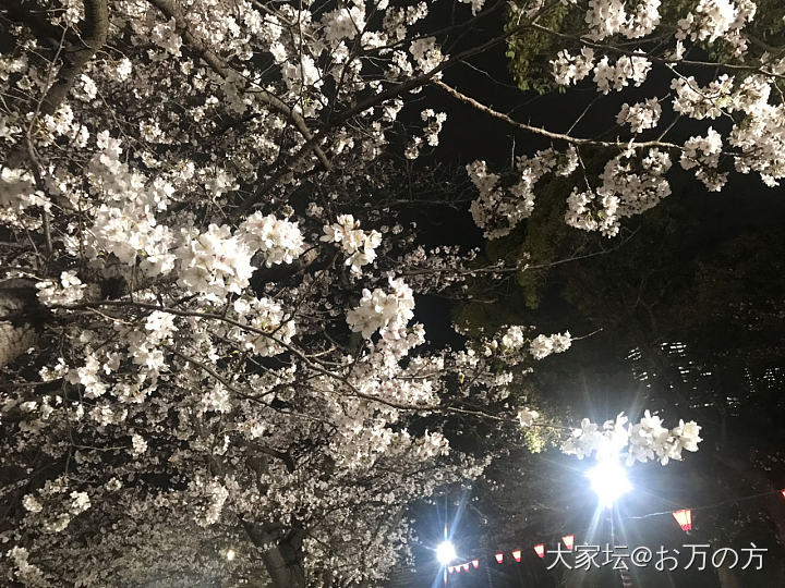 大阪城的夜樱真的美疯了_植物