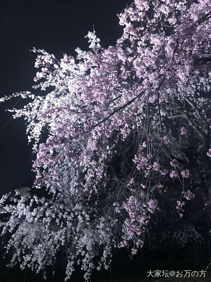 大阪城的夜樱真的美疯了_植物