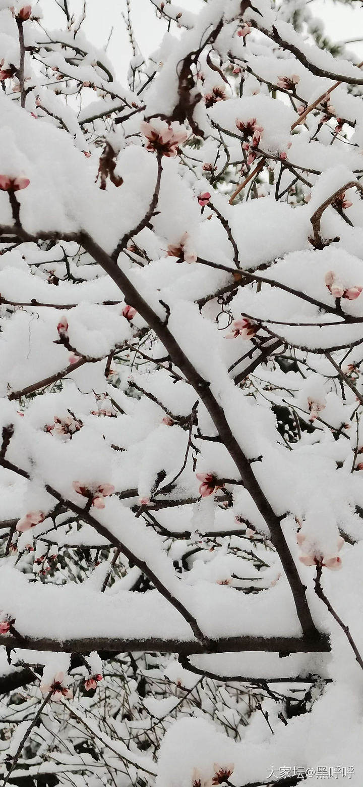 下雪啦_景色