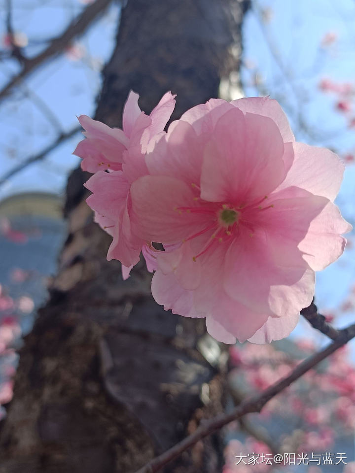 樱花🌸_花