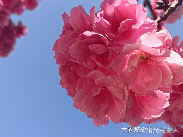 樱花🌸_花