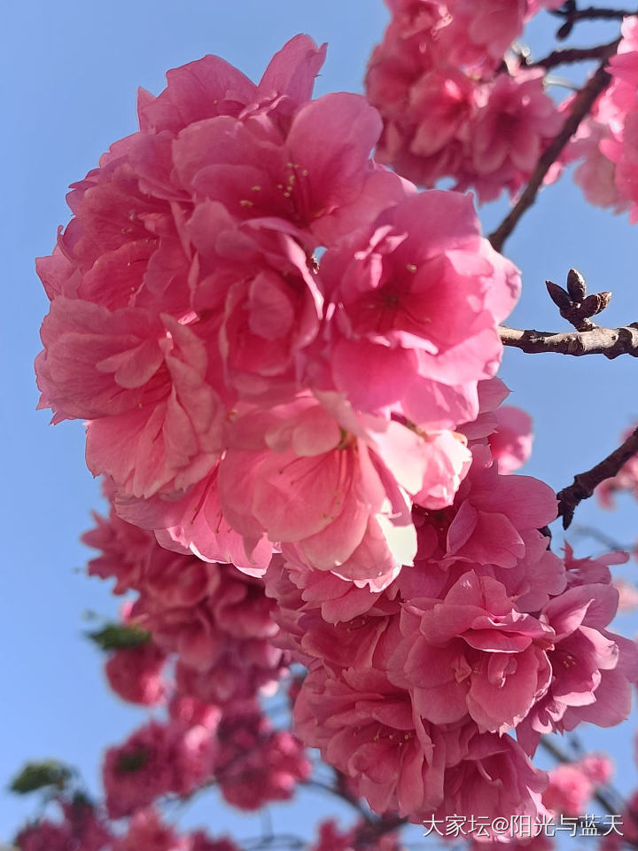 樱花🌸_花