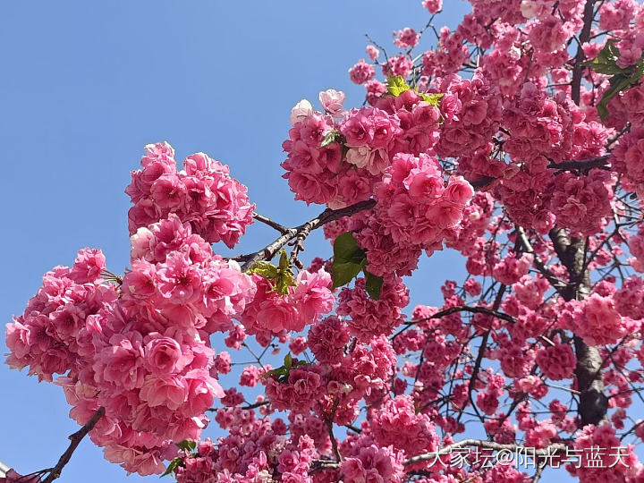 樱花🌸_花