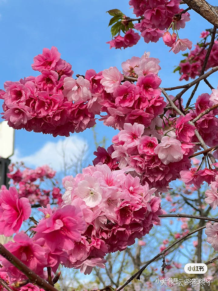 樱花🌸_花