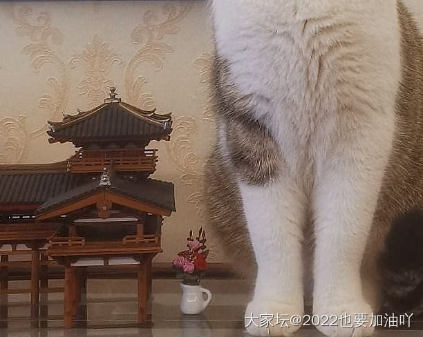 看，猫斯拉_猫宠物