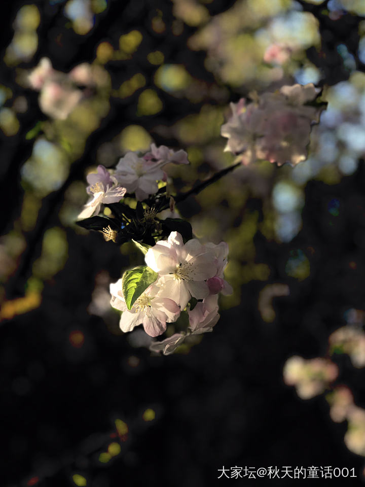 又是一年春好处，恰似相逢花盛开。_花