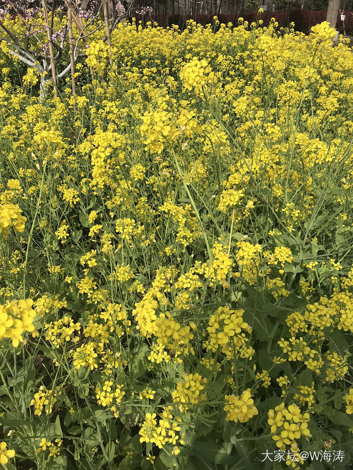 桃园盛开_花