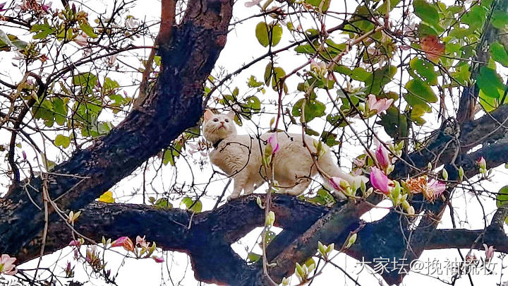 近距离赏花的小猫咪_猫