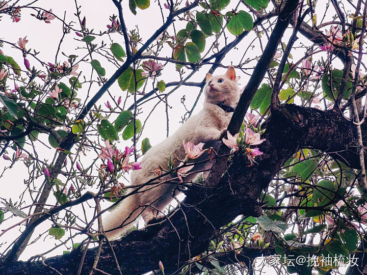 近距离赏花的小猫咪_猫