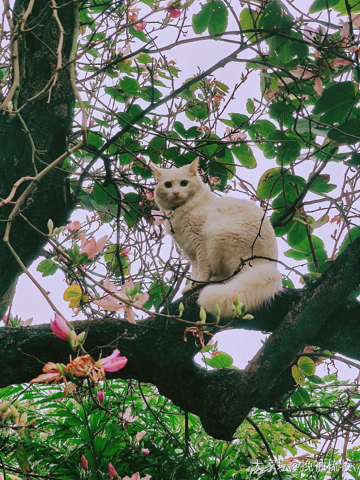 近距离赏花的小猫咪_猫