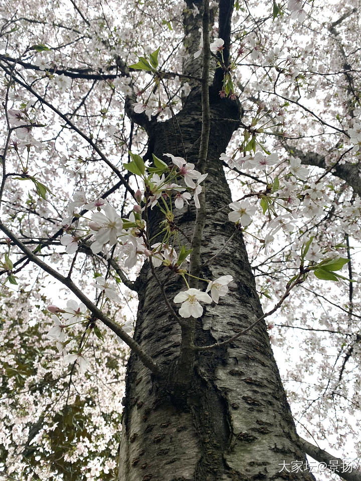 鼋头渚的春_景色