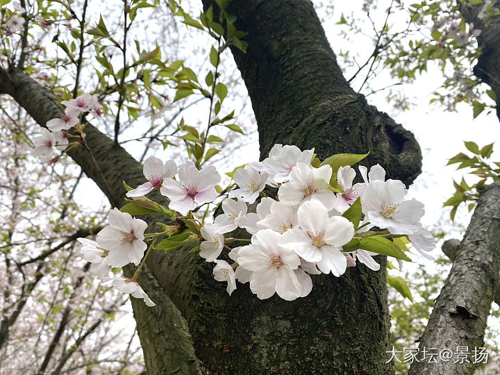 鼋头渚的春_景色