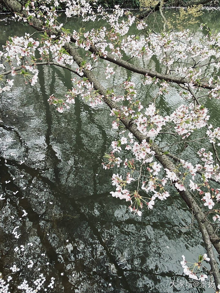 鼋头渚的春_景色