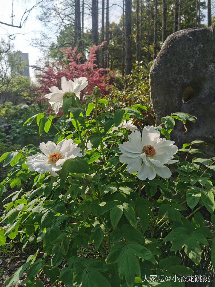 周末赏花溜葫芦_葫芦文玩