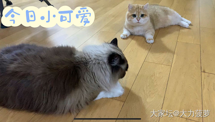 你俩凑这么近，还不打架，老母亲要去楼下买彩票了😆_宠物猫