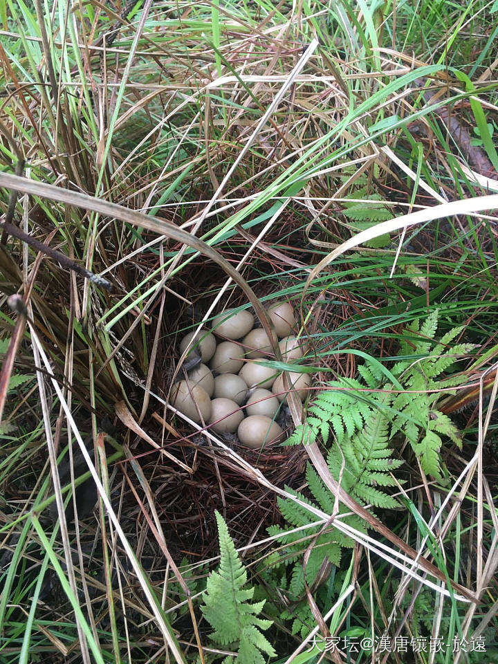 早上进山祭祖，其中有一个祖坟上发现的一窝野山鸡蛋，看起来有些都快孵化🐣成小生命了..._闲聊