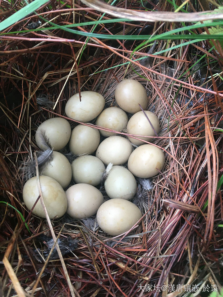 早上进山祭祖，其中有一个祖坟上发现的一窝野山鸡蛋，看起来有些都快孵化🐣成小生命了..._闲聊