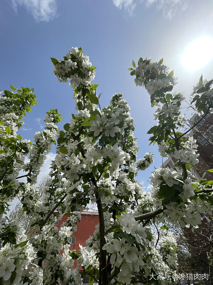 千树万树梨花开_树花植物