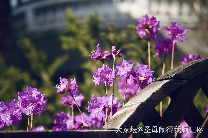 请大家欣赏春天的花花猫猫树杈子_景色猫花植物